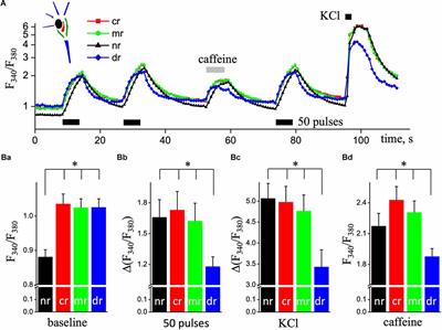 The spatio-temporal properties of calcium transients in hippocampal pyramidal neurons in vitro